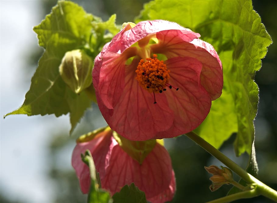 flowering maple, container plant, garden, deck, pink, blossom HD wallpaper