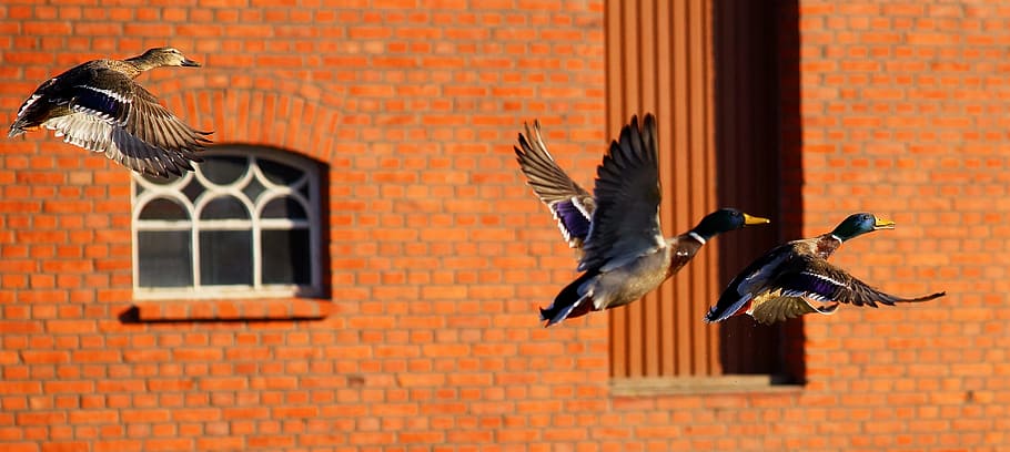 three mallard ducks flying near brown concrete building, flight HD wallpaper