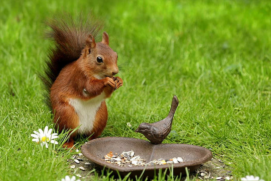 brown squirrel on green grass beside brown heart shape tray during daytime, HD wallpaper