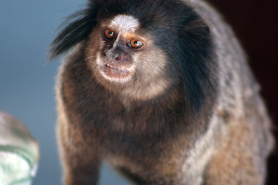 mico, marmoset, monkey, look, one animal, primate, mammal, animal wildlife HD wallpaper