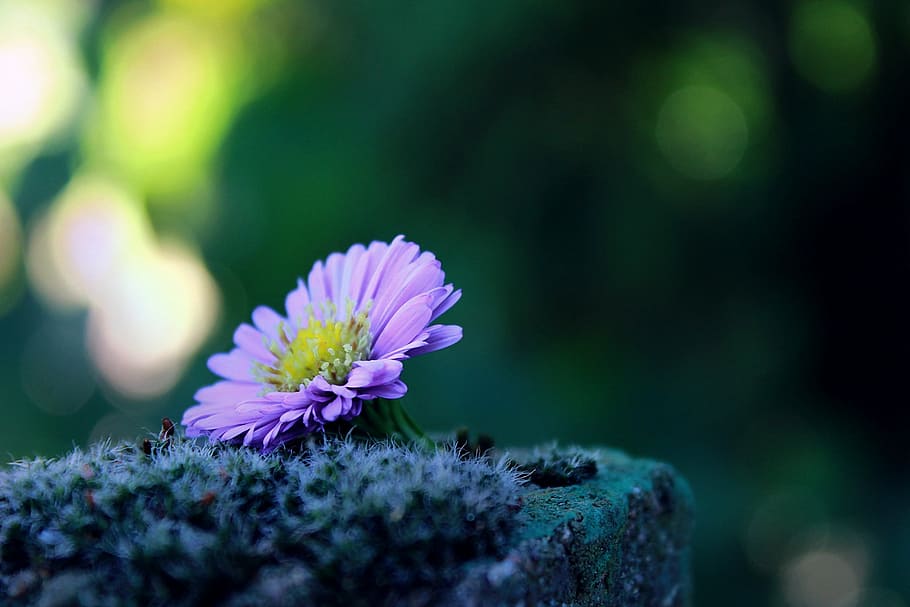 selective focus photography of purple daisy flower, lonely HD wallpaper