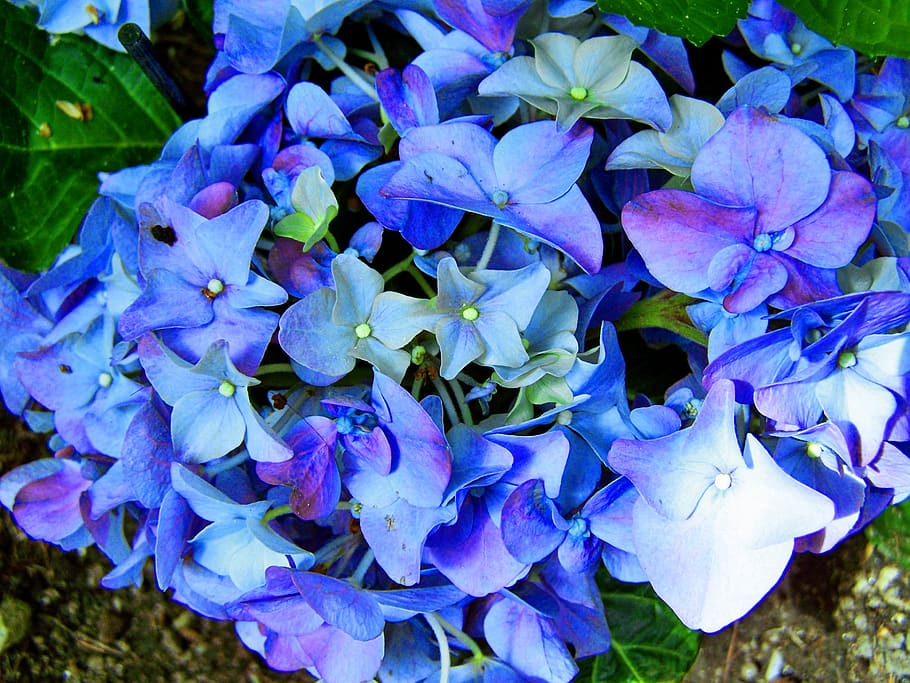 blue hydrangea, flower garden, spring flower, flowering plant HD wallpaper