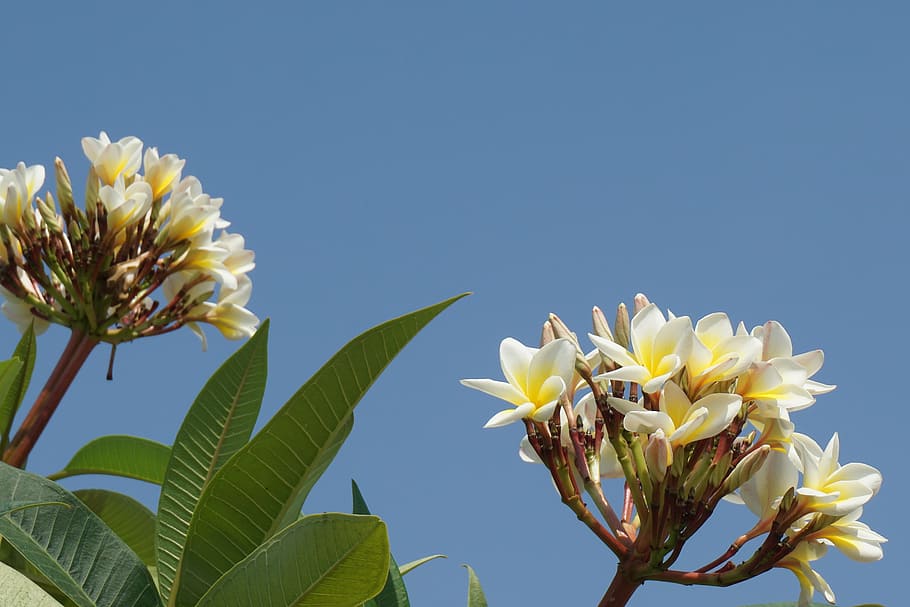 frangipani, champa laos, white flowers, aroma, sky, open, frangipani flowers, HD wallpaper