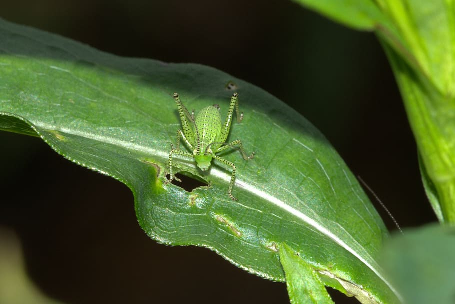 viridissima, deciduous locust, insect, close, macro, green HD wallpaper