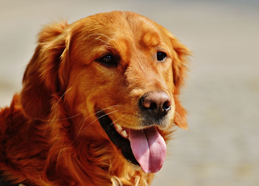 closeup view of adult golden retriever, irish setter, dog, fur