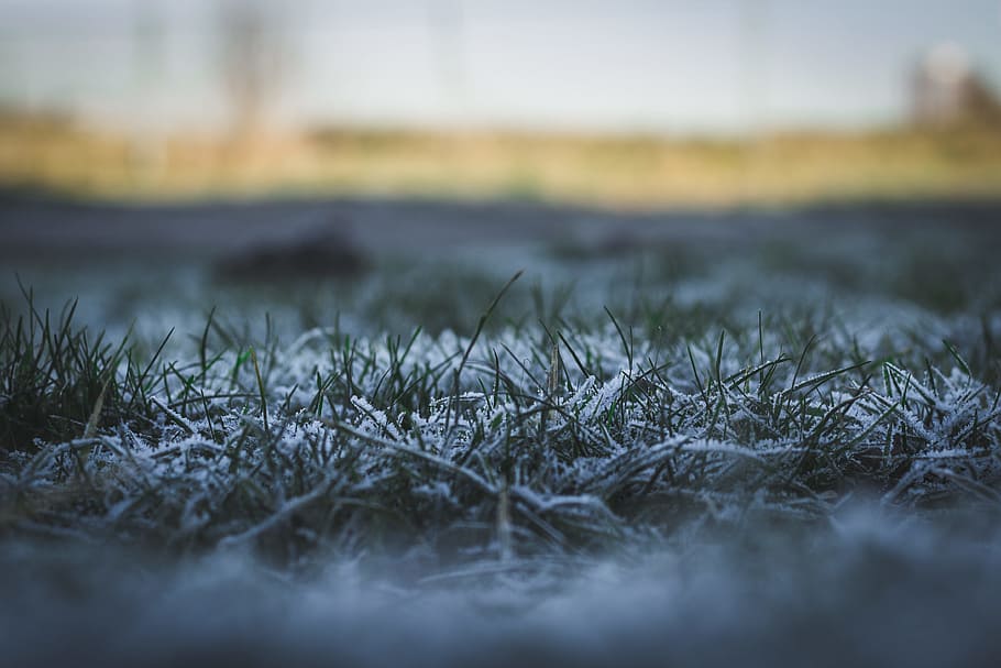 snow covered grass plant selective focal photo, selective focus photography of green grass HD wallpaper