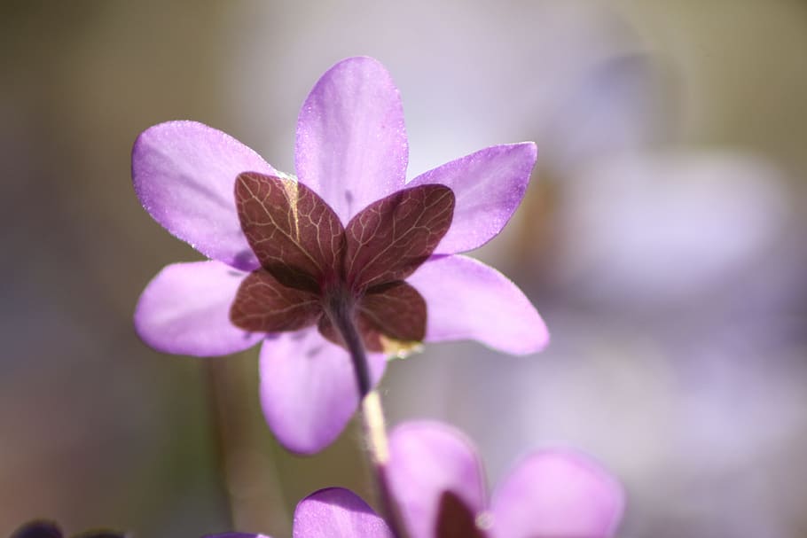 hepatica, plant, flower, spring, spring plant, flowering plant HD wallpaper