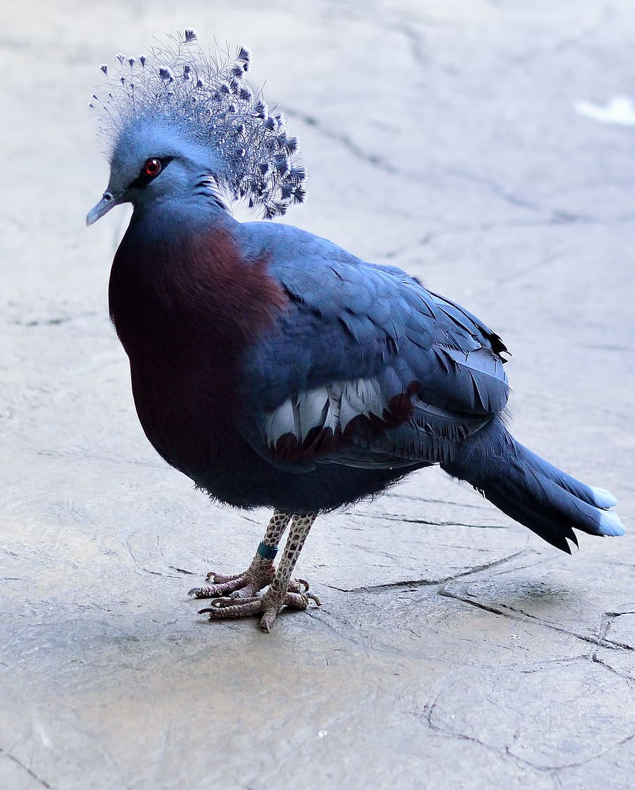 closeup photo of Victoria crowned pigeon, bird, fly, wings, feather