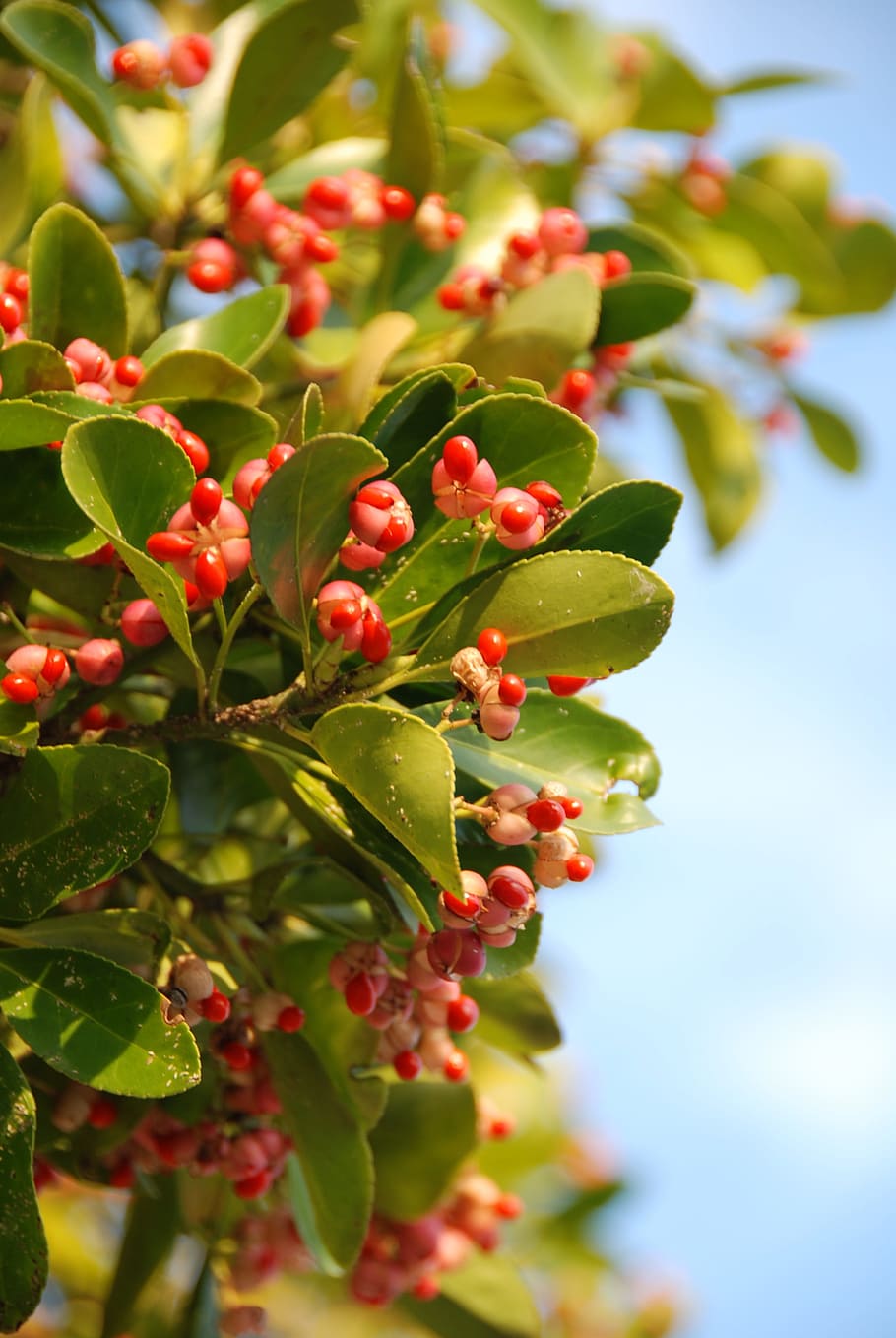 Spindle, Flower, Red, Bush, nature, fruit, leaf, branch, tree HD wallpaper