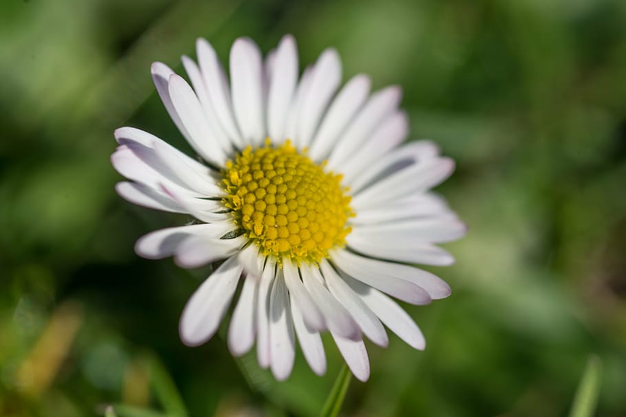 spring, daisy, blossom, flora, garden, bloom, yellow, white HD wallpaper