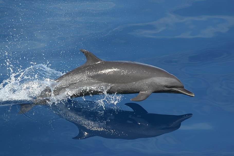 gray swimming dolphin, jumping, reflection, sea, ocean, water HD wallpaper