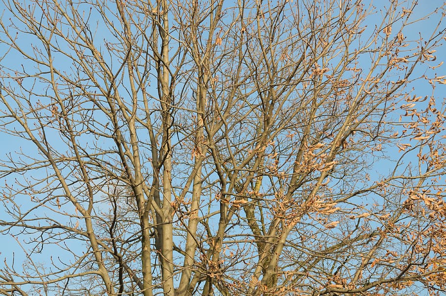 autumn, aesthetic, branches, tree, plant, low angle view, sky HD wallpaper