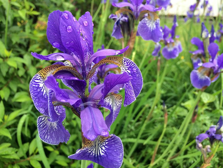 Flower, Iris, Nature, Spring, Floral, gardening, rain, leaf HD wallpaper