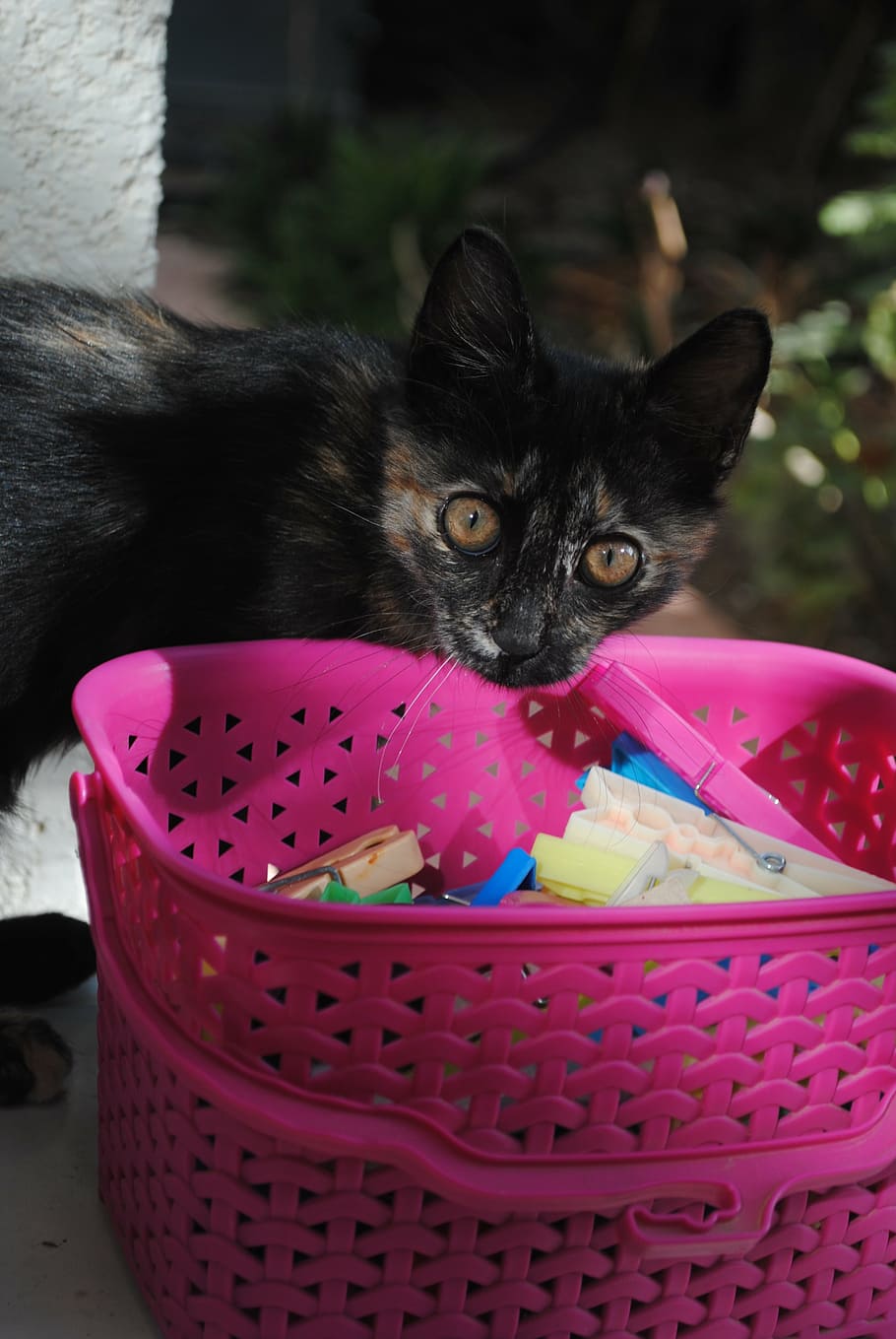 cat hanging up laundry, cat clothes peg, cute kitten, cute cat, HD wallpaper