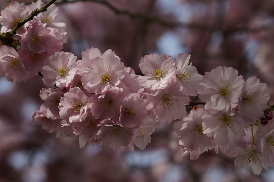 blossom, bloom, spring, close, pink, tender, ornamental cherry HD wallpaper