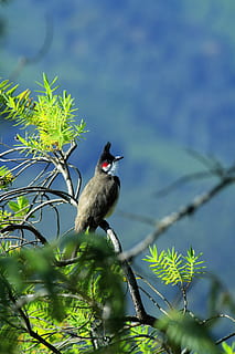 red, whiskered, bulbul, animal themes, vertebrate, animal wildlife HD wallpaper