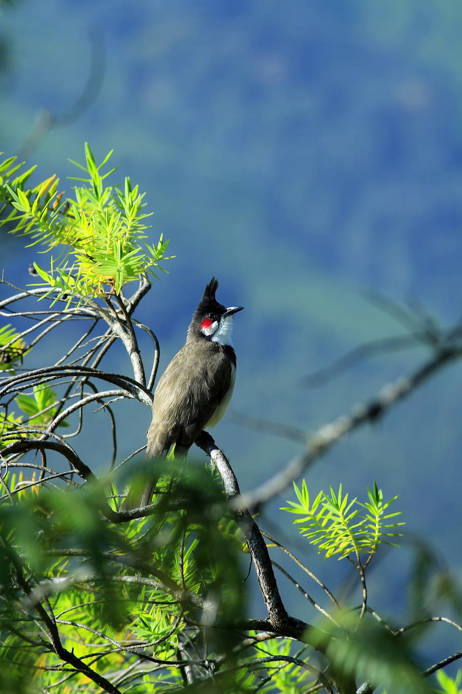 Small Bird On A Branch With Some Red Berries In The Background, Bulbul Bird  Tree Branch, Hd Photography Photo, Bird Background Image And Wallpaper for  Free Download