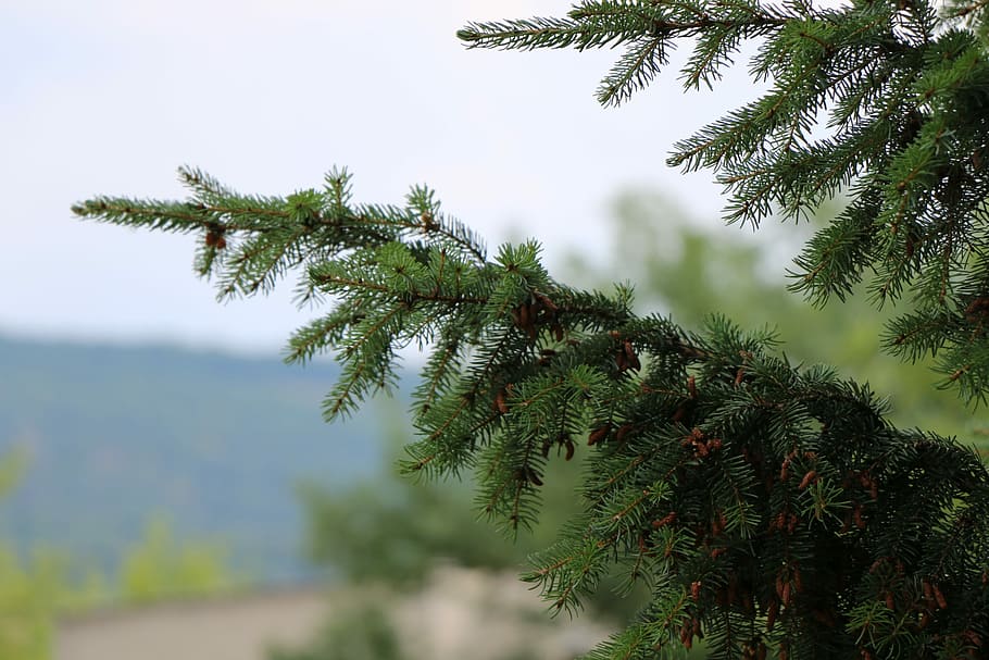 Tree, Pine Cone, Pine, Forest, nature, pine tree, branch, plant HD wallpaper