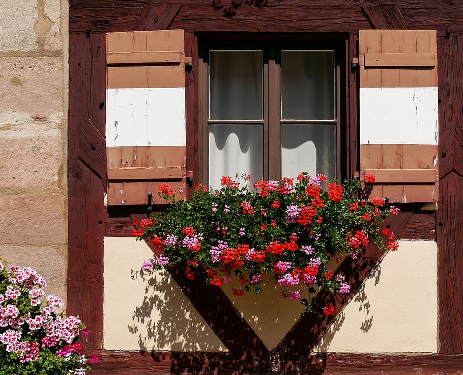 red and pink flowers on window at daytime, architecture, building HD wallpaper