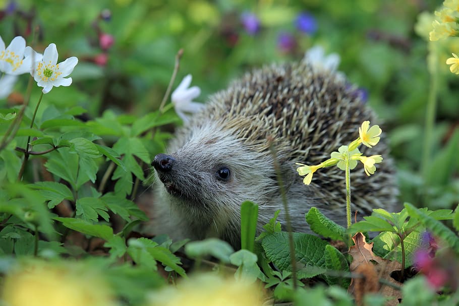 brown hedgehog on flowers at daytime, spring, animal, plant HD wallpaper