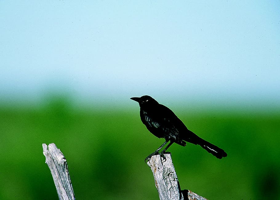 grackle, bird, perched, post, wild, wildlife, nature, meadow HD wallpaper