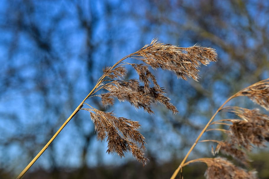 reed, seed position, blue, plant, growth, focus on foreground HD wallpaper