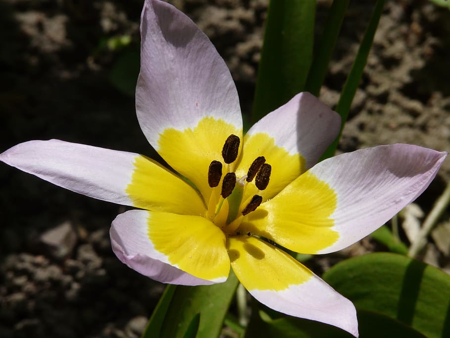 Spring, Nature, Blossom, Bloom, Close, yellow, pink, tulip HD wallpaper