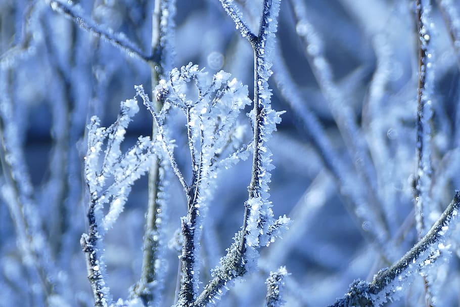 frost, winter, nature, snow, frozen, iced, eiskristalle, frosty HD wallpaper