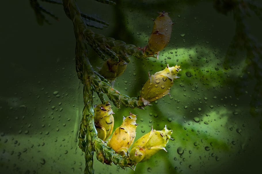 Yellow, Buds, Cedar Tree, Tree, Branch, wet lens, nature, macro HD wallpaper