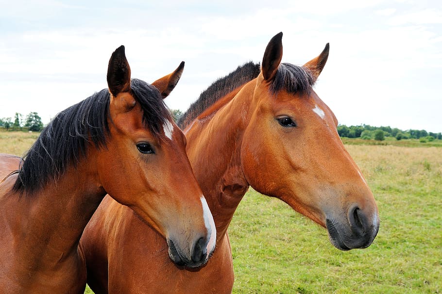 two brown horses, heads, close, graceful, beauty, animal portrait, HD wallpaper