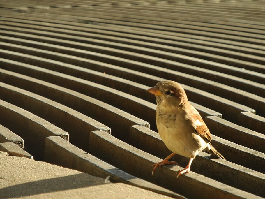 sparrow, bird, plumage, animal themes, vertebrate, one animal HD wallpaper