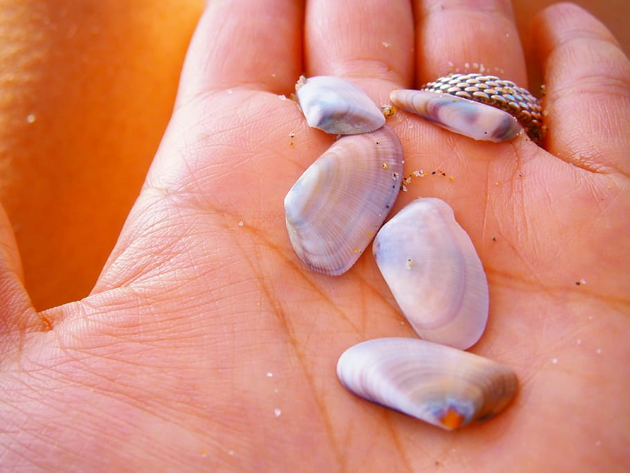 sea, shell, hand, summer, ring, beach, losangeles, la, human body part HD wallpaper