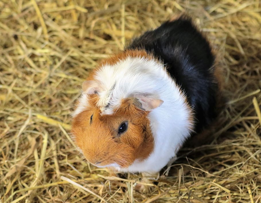 white, beige, and black guinea pig on beige hay, Rodent, Animal