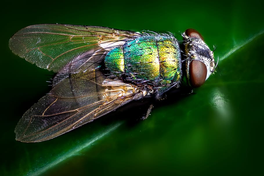 closeup photography of blue and green fly, macro photo of bottle fly on green leaf, HD wallpaper