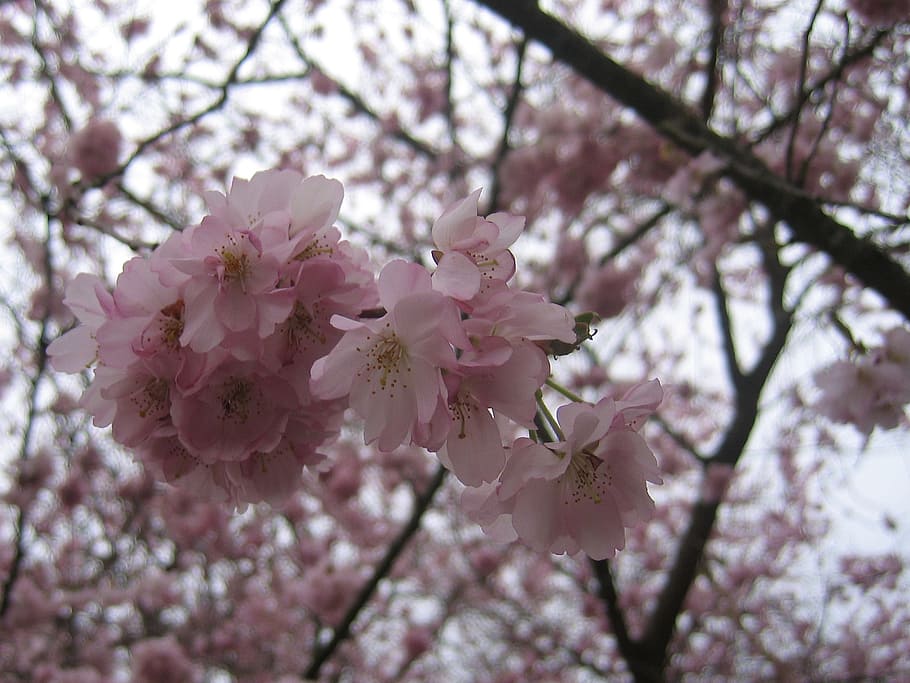 tree, blossom, bloom, spring, apple, cherry, pink, leaves, flower HD wallpaper