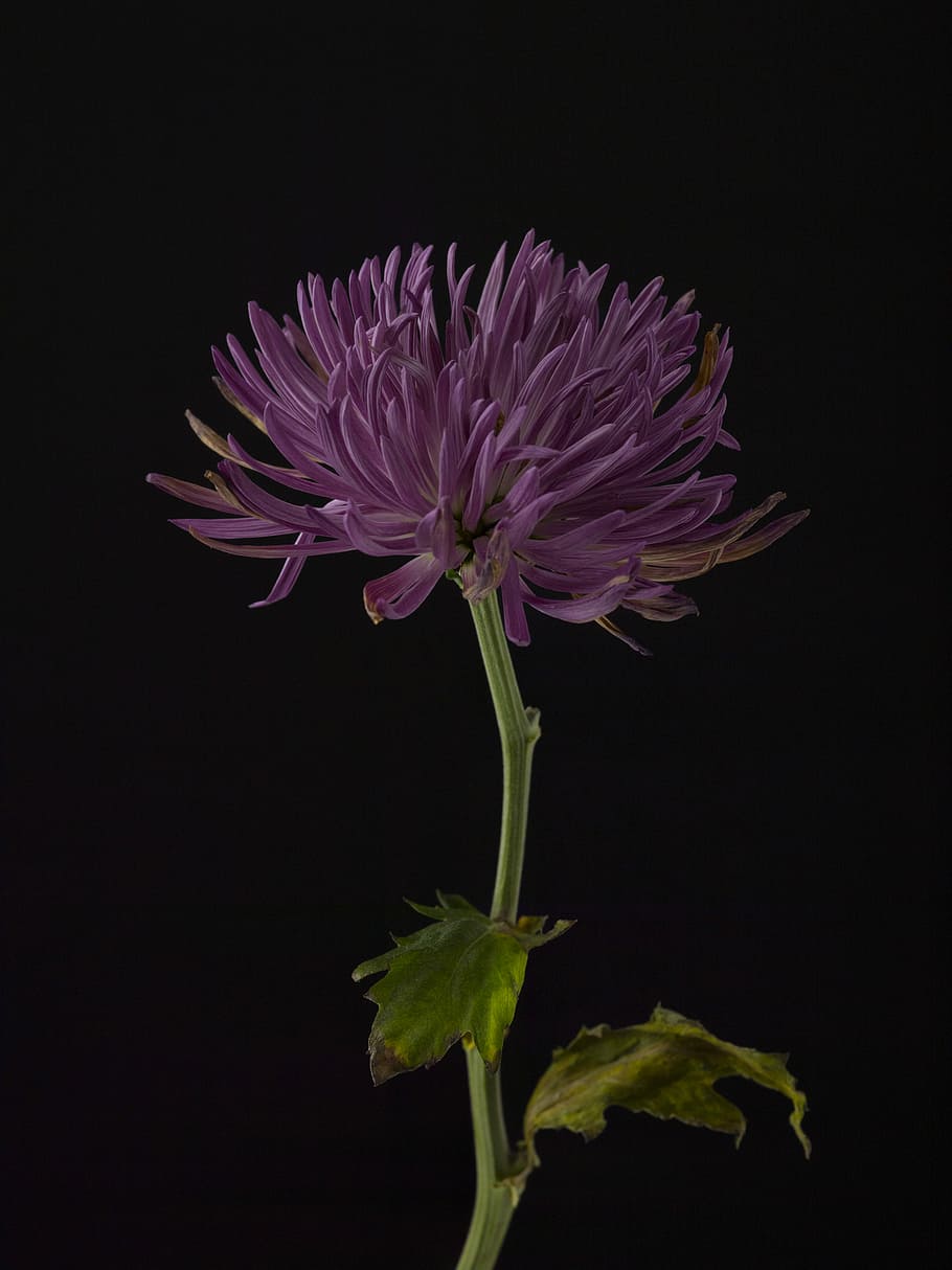 purple flower, close-up photography of purple petaled flower HD wallpaper