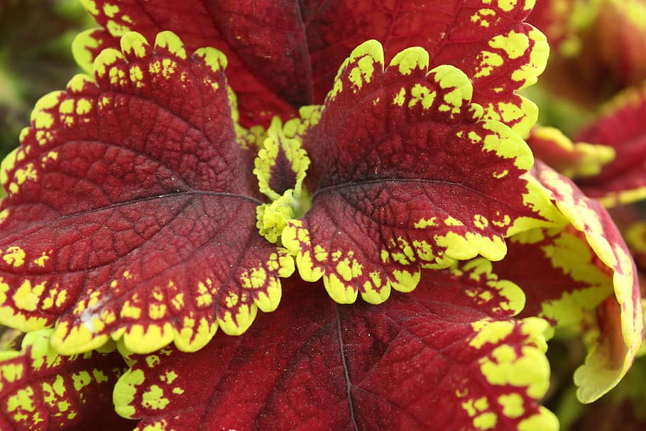 Forest, Red, Color, Nature, variegated leaves, close-up, no people HD wallpaper