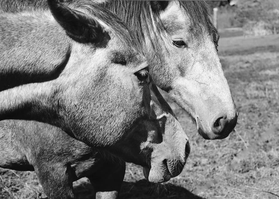 horses, head horse, portrait profile, nostrils, eye, photo black white pre, HD wallpaper