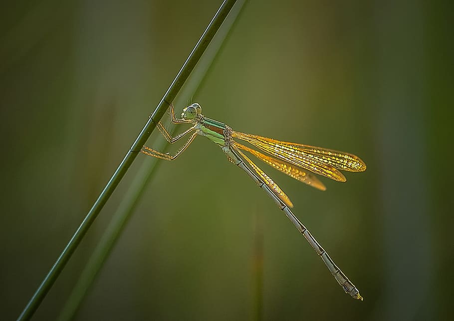 Dragonfly, Insect, Bug, Animal, Nature, wing, isolated, beautiful HD wallpaper