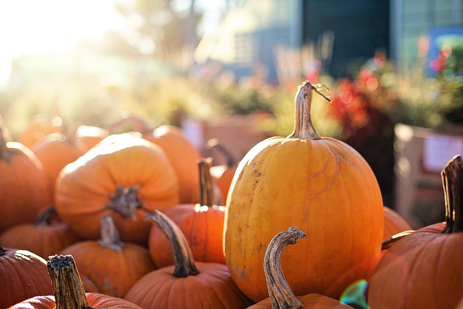 bunch of brown squashes, pumpkins, halloween, fall, autumn HD wallpaper