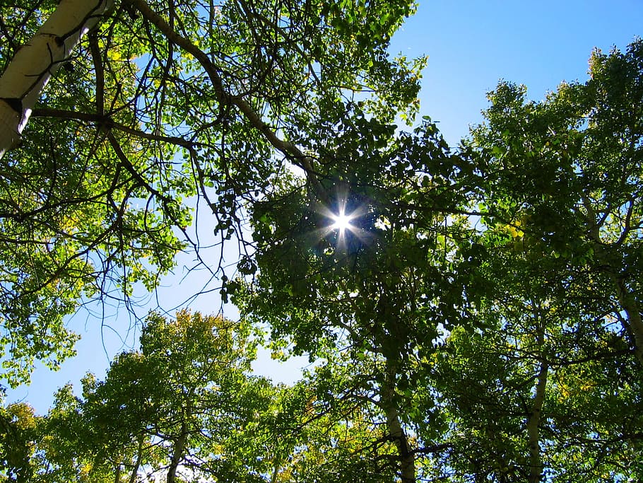 Trees, Forest, Blue Sky, Nature, Aspen, sunlight, sun burst HD wallpaper