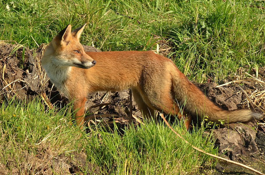 brown fox between grass during daytime, predator, mammal, wild HD wallpaper