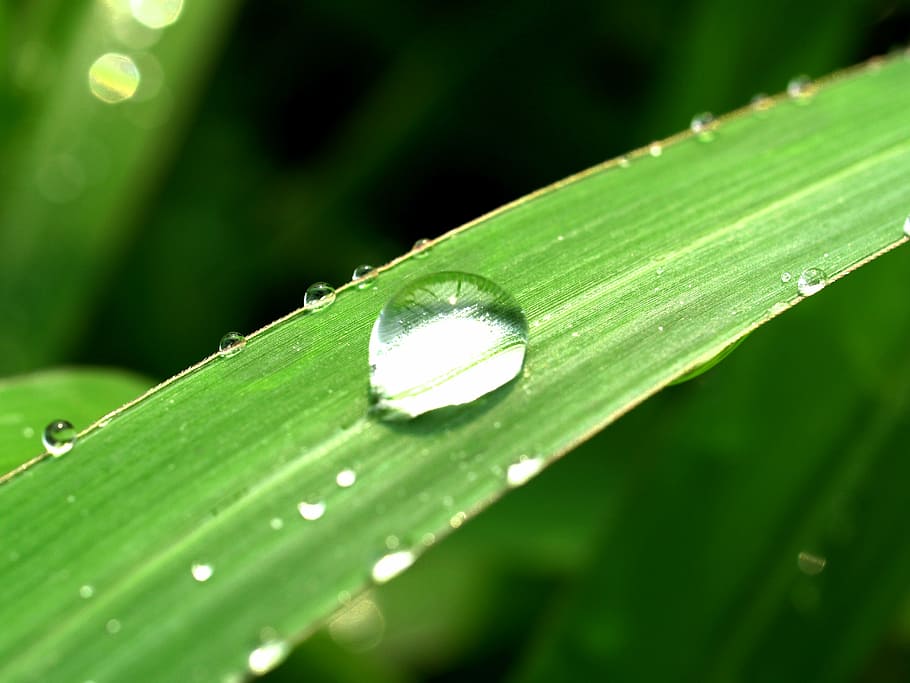 water, drops, leaf, grass, green, dew, rain, closeup, life HD wallpaper