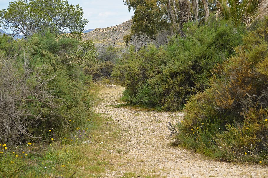 rural road, path, nature, trail, calm, vegetation, plant, tree HD wallpaper