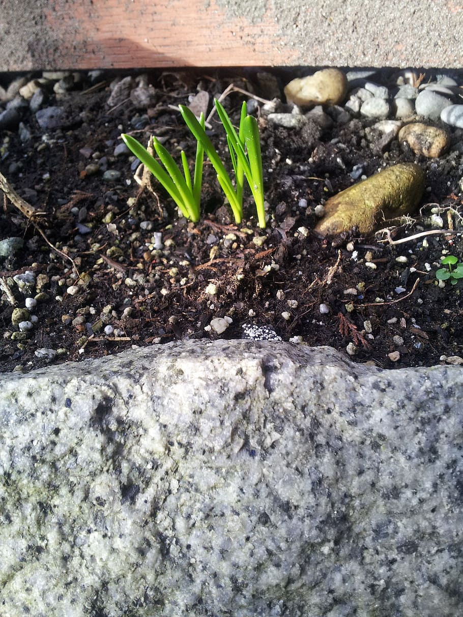 sprout, plant, green, spring, life, nature, growth, no people HD wallpaper