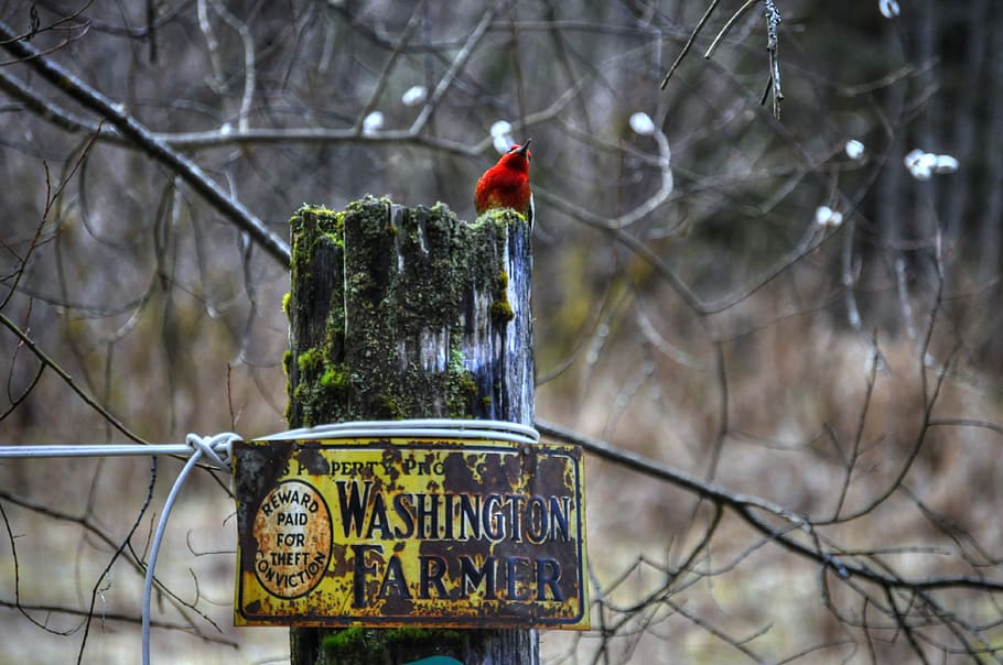 red bird perch on green and gray tree trunk during daytime, cardinal on gray log near tree HD wallpaper