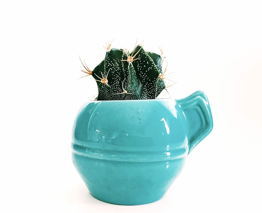 green succulent on blue ceramic pot, green cactus plant in teal vase HD wallpaper