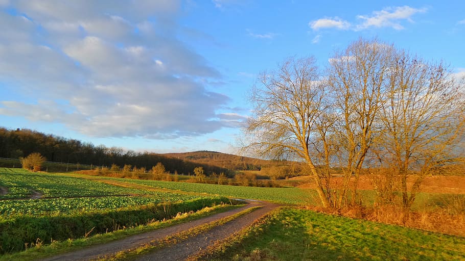 field, forest, landscape, nature, fields, green, tree, meadow HD wallpaper