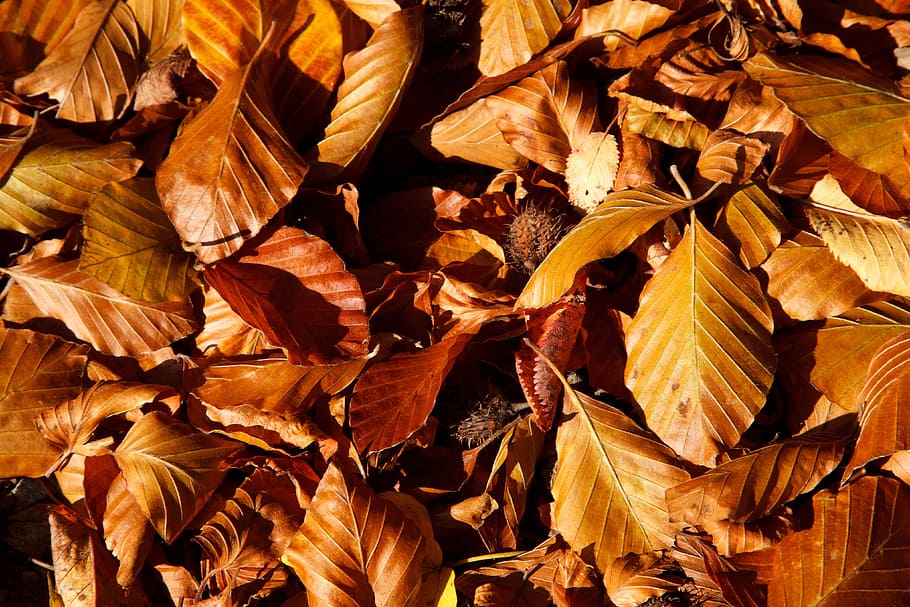 Autumn, Background, Beech, Brown, Color, fall, flora, leaf, HD wallpaper