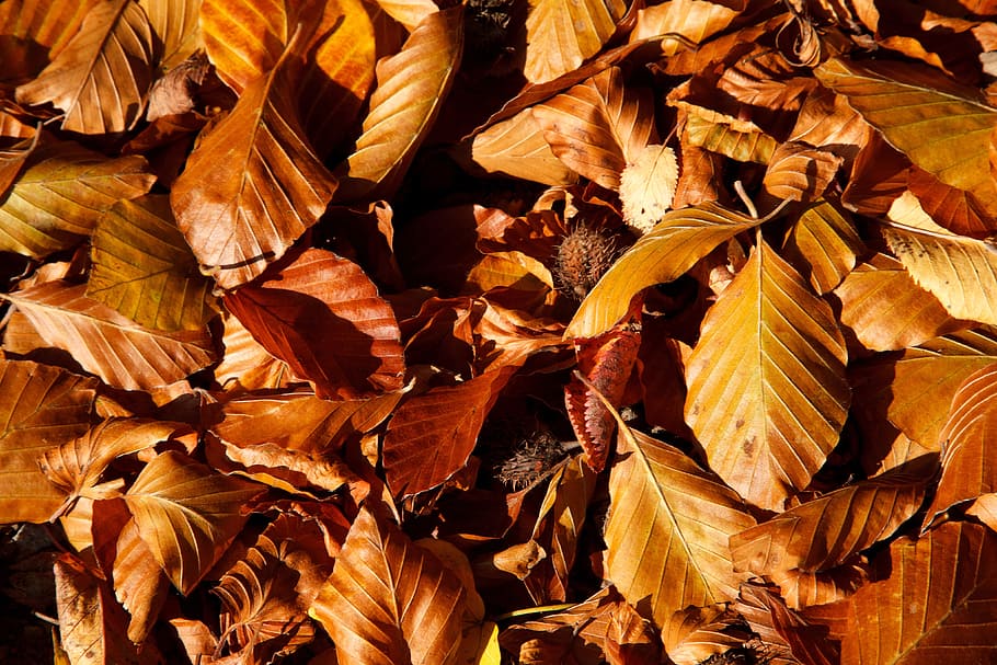 Autumn, Background, Beech, Brown, Color, fall, flora, leaf HD wallpaper